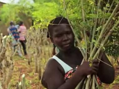 El poder de la moringa: salud, dinero y reforestación