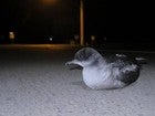 Las luces blancas y azules son las más perniciosas para la vida salvaje