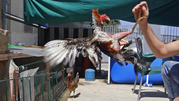 Gallos de pelea en un corral de una barriada de Córdoba