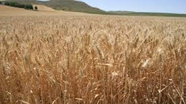 El cereal es uno de los cultivos más afectados por la sequía , según Asaja Cádiz