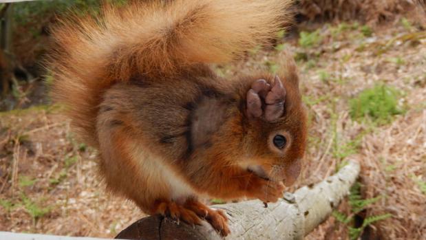 Una ardilla roja con lepra en el oído