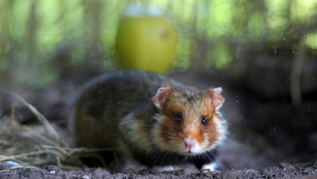 Según este estudio, los monocultivos están poniendo en riesgo la supervivencia de este animal en la región francesa de Alsacia
