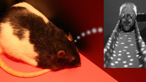 Las ratas evitan pasar por los lugares en los que antes sufrieron una descarga eléctrica
