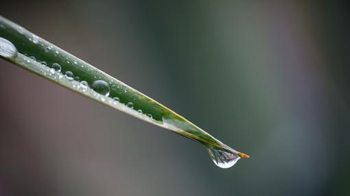 Creen que la lluvia puede ser un factor importante en las infecciones de plantas