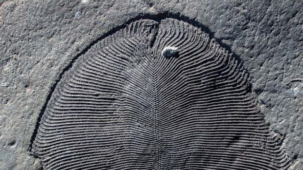 Este ejemplar de Dickinsonia tiene 558 millones de años de antigüedad
