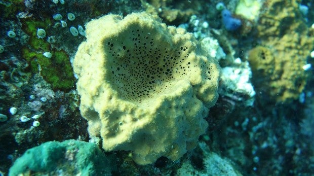 Imagen de una moderna especie de demoesponja que produce las mismas moléculas que las esponjas primitivas