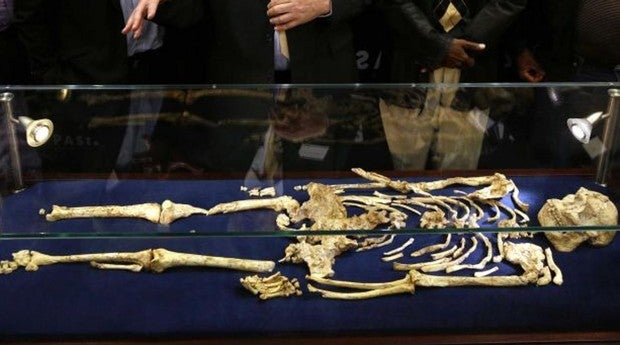 El esqueleto de «Little Foot», que podría ser una anciana australopiteca de hace más de 3,6 millones de años