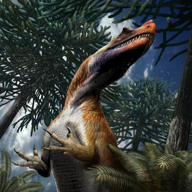 Saltriovenator estaba probablemente cubierto con protoplumas filamentosas. La presencia de cuernos en los huesos lagrimales y nasales se deduce de su parentesco cercano con los dinosaurios que poseen esas onamentaciones craneales