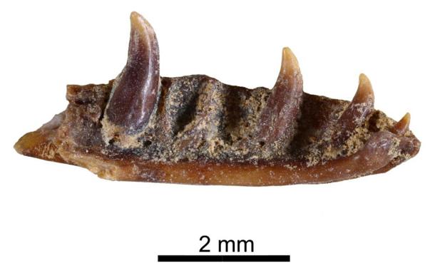 Una de las mandíbulas de este animal, bautizado como «Ophisaurus manchenioi»