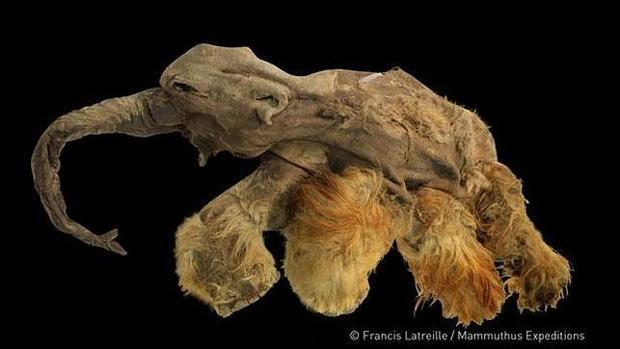 La pequeña cría de mamut «Yuka»