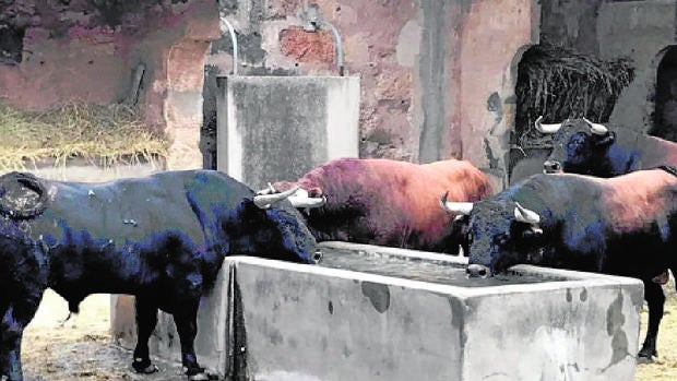 Los toros de Núñez de Tarifa, en los corrales del coso de Palma de Mallorca