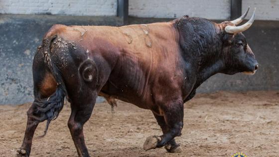 Segundo toro