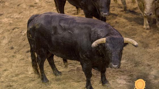 Segundo toro
