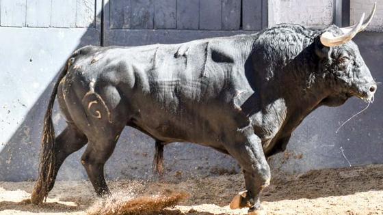 Sexto toro