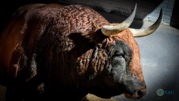 Toro de Fuente Ymbro