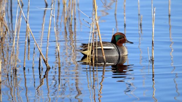 Un ejemplar de cerceta común en la Albufera de Valencia
