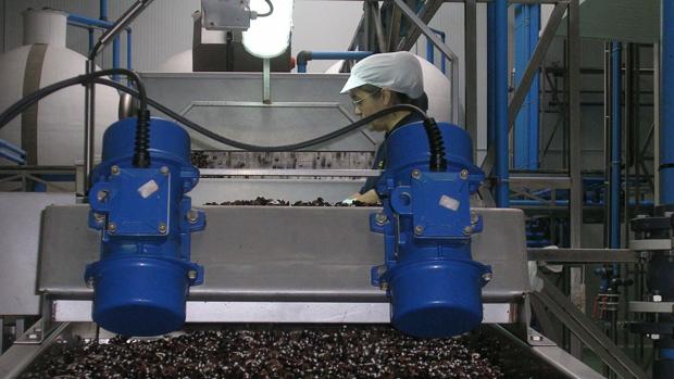 El liderazgo de Sevilla en el mercado de la aceituna negra está en peligro