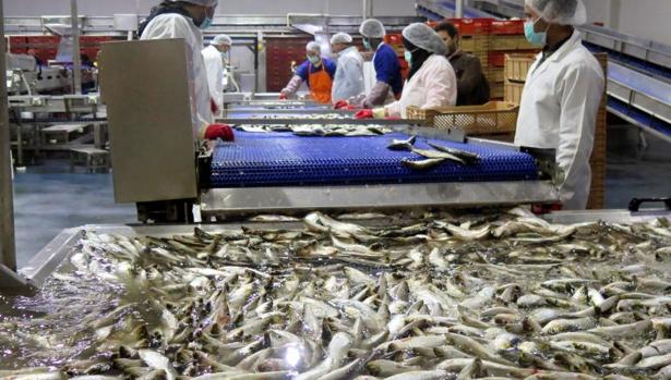 Fábrica de industria pesquera en Dajla