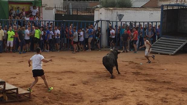 Suelta de dos novillos el pasado viernes en Mocejón
