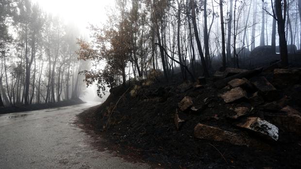 Terreno calcinado en Carballeda de Avia (Orense)