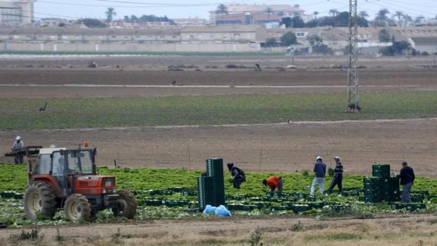 Trabajadores del campo en una explotación agrícola