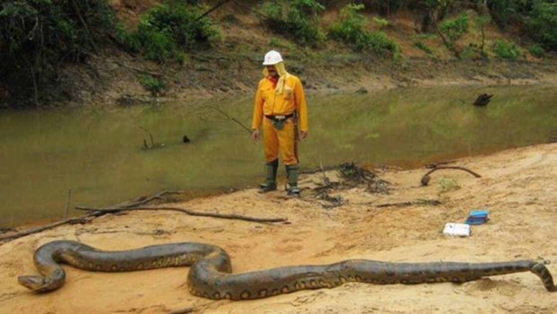 VÍDEO: Las impresionantes imágenes de una anaconda grabada por dos ...