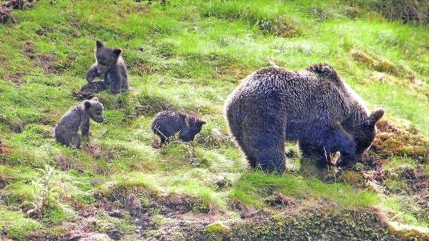 El hecho de que las personas quieran conocer más de cerca del oso puede redundar en la mejora de su conservación