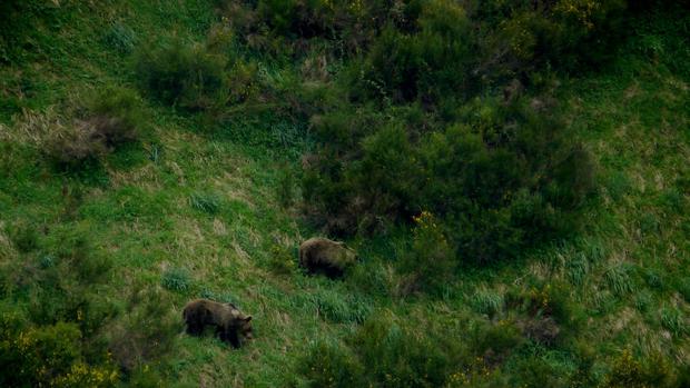 Seis sencillas pautas para evitar «encontronazos» con osos
