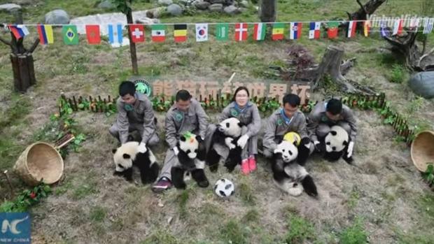 Los osos panda celebran su propio mundial de fútbol