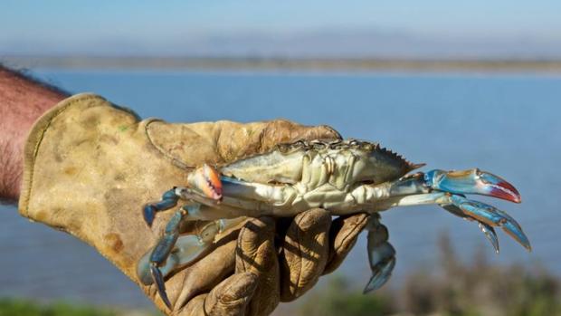 El cangrejo azul americano invade todo el Mediterráneo