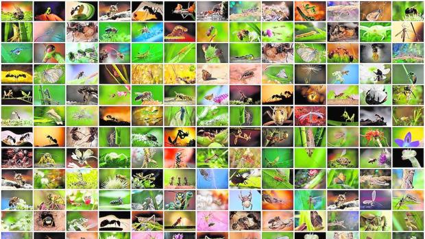 Más del 40% de las especies de insectos están en peligro de extinción