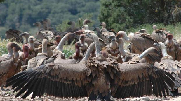 Mueren 537 buitres por comer los restos de tres elefantes envenenados por los furtivos en Botsuana