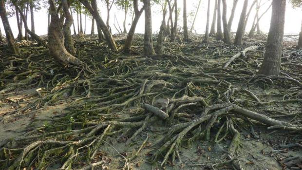 Sundarbans