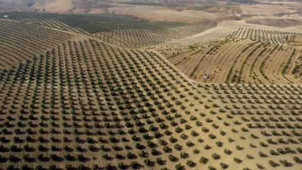 Campos de olivos