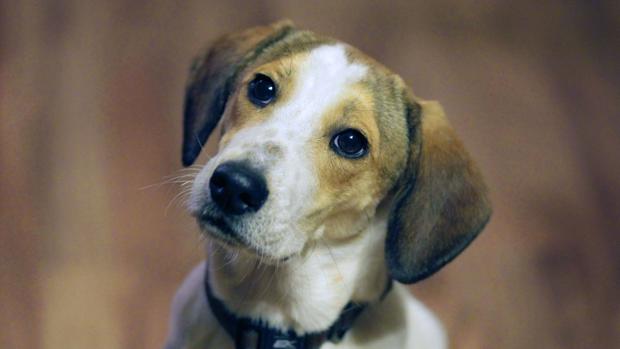 Los perros suelen ser las mascotas más habituales