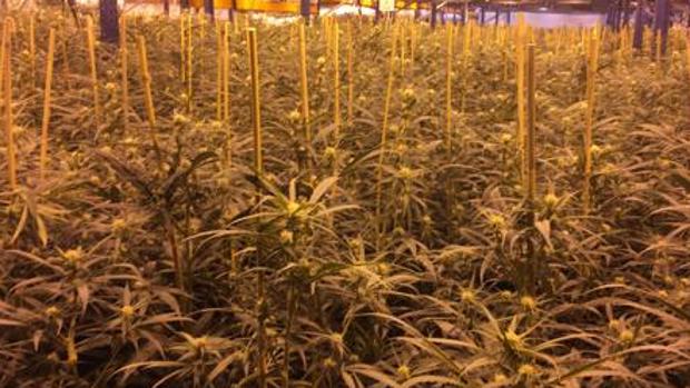 Imagen de archivo de una plantación de marihuana.