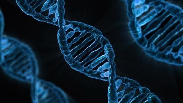 La expresión de muchos genes puede diferir en función del sexo