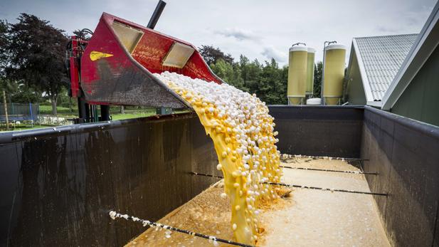 Vista de una máquina que transporta los huevos contaminados para desecharlos en una granja avícola