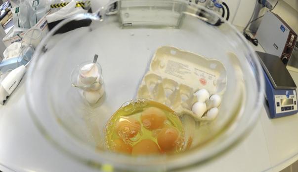 Los huevos contaminados son examinados en un laboratorio de Erlangen, Alemania
