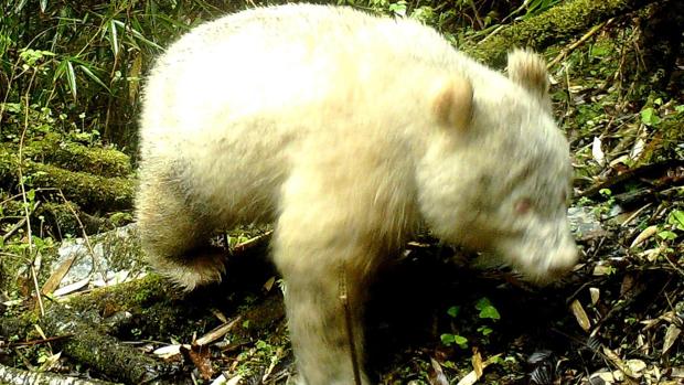 Primera imagen de un panda albino