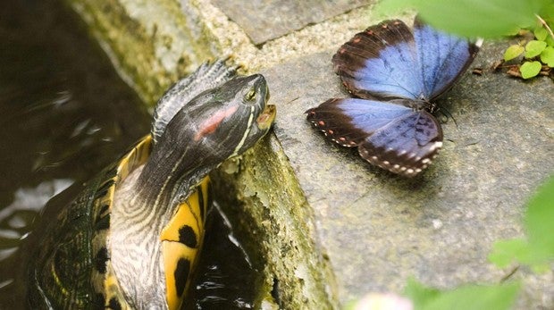 Una tortuga galápago de Florida intentacomerse uno de los ejemplares de mariposa Morpho Peleides